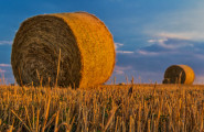 Българска асоциация на търговците на зърно и фуражи