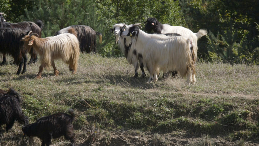 Пътят от Калоферската коза до симбиотичното земеделие - Снимка 2
