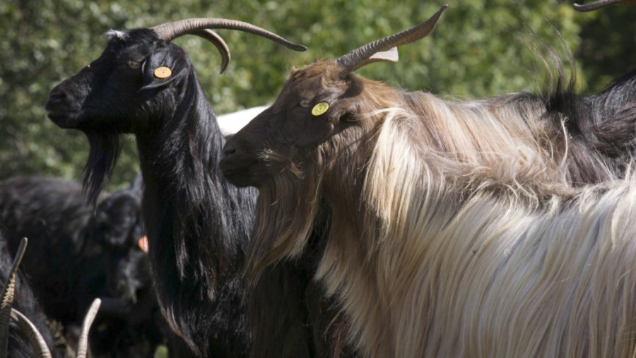 Пътят от Калоферската коза до симбиотичното земеделие - Снимка 3