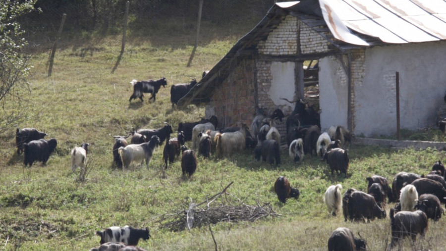 Пътят от Калоферската коза до симбиотичното земеделие - Снимка 7
