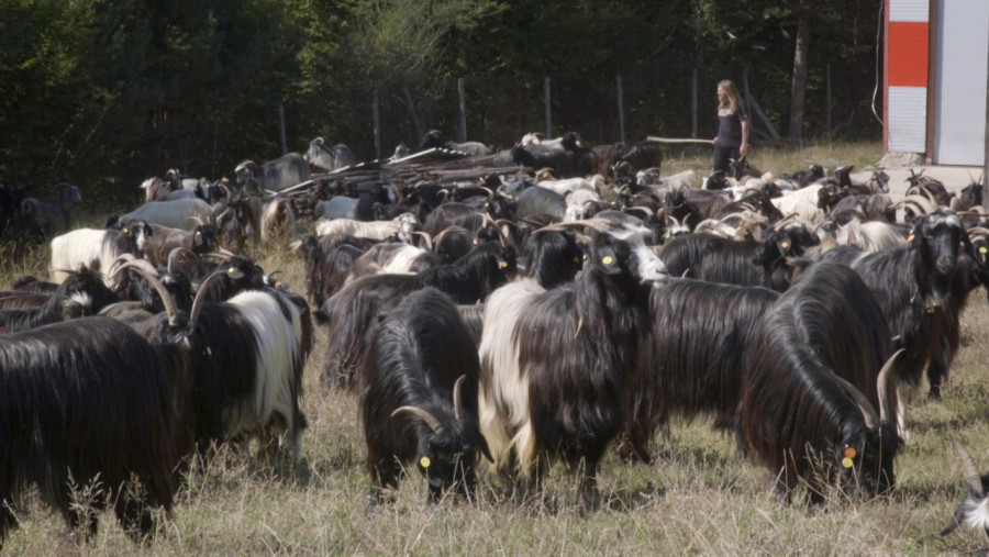 Пътят от Калоферската коза до симбиотичното земеделие - Снимка 8