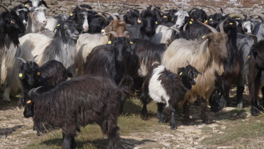 Пътят от Калоферската коза до симбиотичното земеделие - Снимка 9