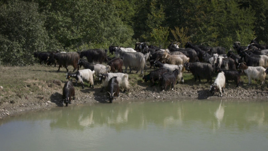 Пътят от Калоферската коза до симбиотичното земеделие - Снимка 10