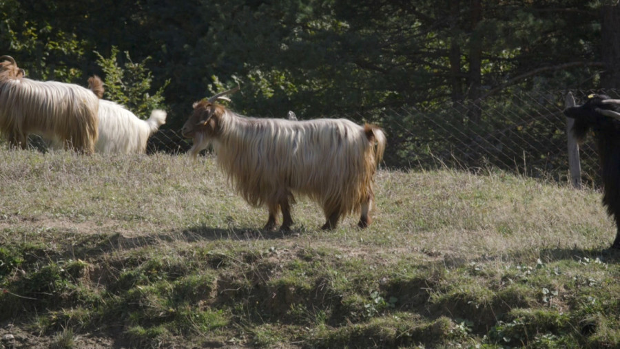 Пътят от Калоферската коза до симбиотичното земеделие - Снимка 11
