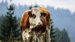 Русия купи от Европа говеда за 100 млн. евро