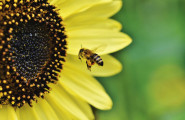 Национален браншови пчеларски съюз - лого на компанията