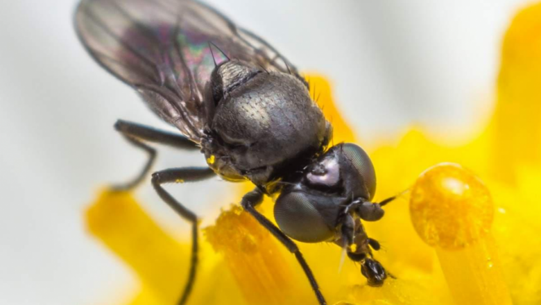 Агрономът съветва: Прегледайте ранните посеви за шведска муха