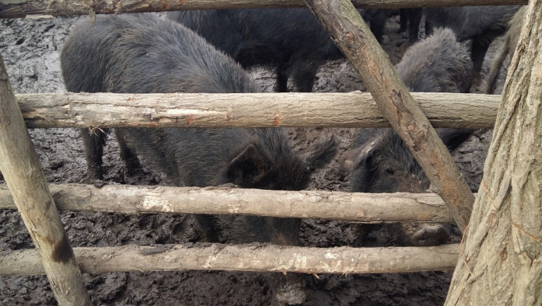 Чумата продължава да погубва източнобалканската свиня
