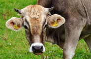 Развъдна асоциация на българските породи говеда – Родопско късорого, Българско родопско, Искърско”