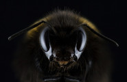 Национална Развъдна Асоциация по Пчеларство - лого на компанията