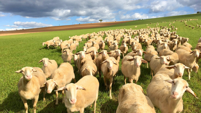 СТЕКСПО 2019 с поглед към овцевъдството
