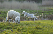 Развъдна асоциация на местни породи овце