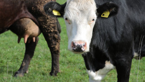 Официално: Млечните крави намаляват, спадат и добивите на мляко
