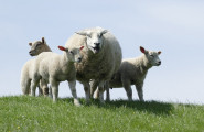 Сдружение за отглеждане и развъждане на маришките овце - лого на компанията