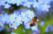 Сдружението за биологично пчеларство