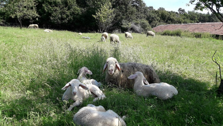 Фермерски пазар изкушава с биологично козе и овче сирене