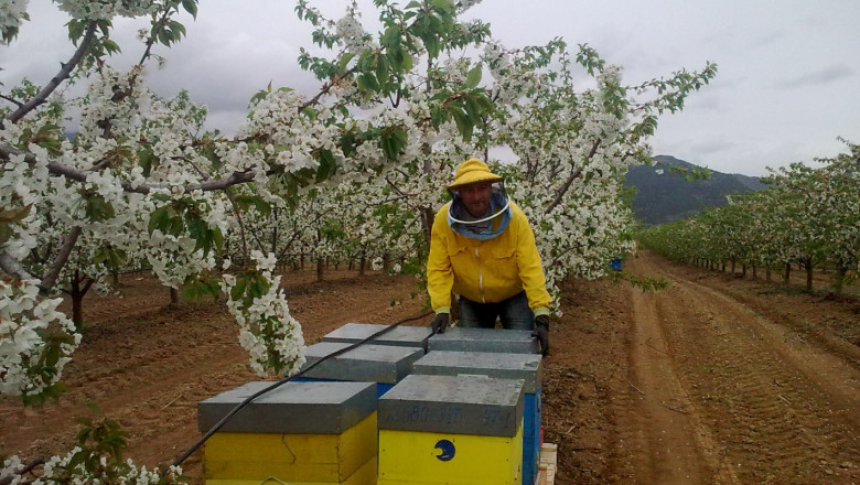 Пчелар: Нямаше и грам чиста акация тази година