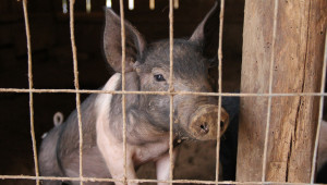 Студът е шанс да овладеем чумата по свинете