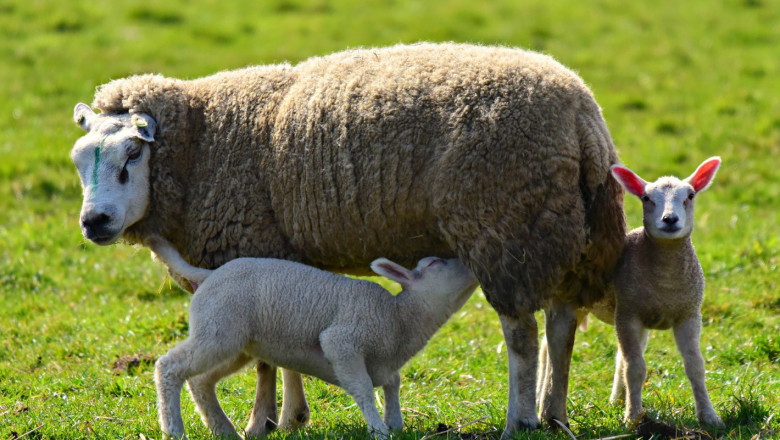 Статистика: Броят на овцете се запазва, но се увеличава млеконадоят