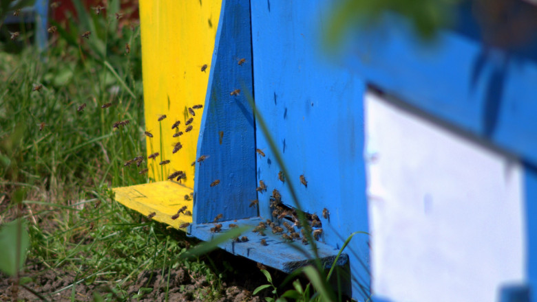 Пчелари и експерти ще обсъждат зазимяването на пчелините