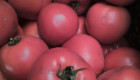Продавам зелена капия и домат - Снимка 2