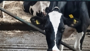 Ще изчезнат ли млечните крави в нашата страна? - Agri.bg