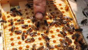 Тревога: Масов отказ от пчеларството - Снимка 1