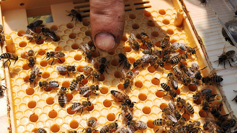Тревога: Масов отказ от пчеларството