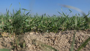 В Пловдивско: Пшеницата, засята по-рано, върви по-добре