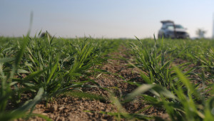 В Пловдивско: Пшеницата, засята по-рано, върви по-добре - Снимка 2