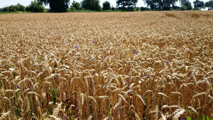 Сеитбата на пшеница ще продължи!
