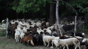 Родопска ферма си позволява лукса да остави кашкавала да зрее две години