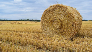 Ръст в цените на сеното в Северозападна България