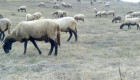 Плевенски черноглави овце - Снимка 1