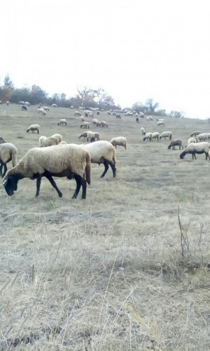 Плевенски черноглави овце - Снимка 1