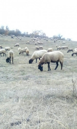 Плевенски черноглави овце - Снимка 2