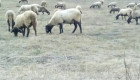 Плевенски черноглави овце - Снимка 3