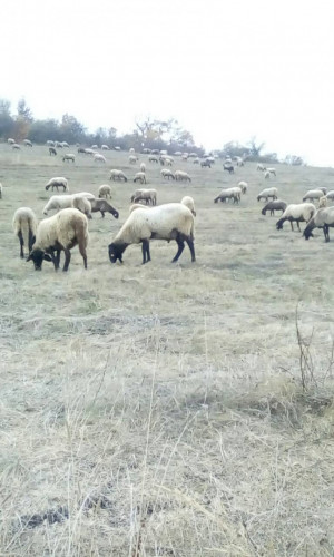 Плевенски черноглави овце - Снимка 3
