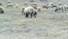 Плевенски черноглави овце - Снимка 4