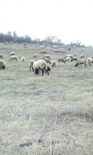 Плевенски черноглави овце - Снимка 4