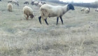 Плевенски черноглави овце - Снимка 5