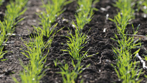 Въпреки сушата: Посевите от пшеница в Добруджа се развиват добре - Agri.bg