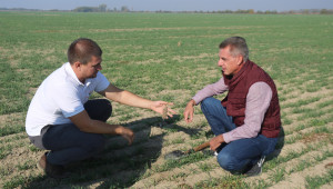 Борбата за оцеляването на пшеницата продължава - Agri.bg