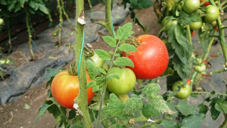 Има ли бъдеще отглеждането на зеленчуци в Добруджа?