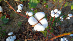 Фермери, приберете памука до 30 ноември - Agri.bg