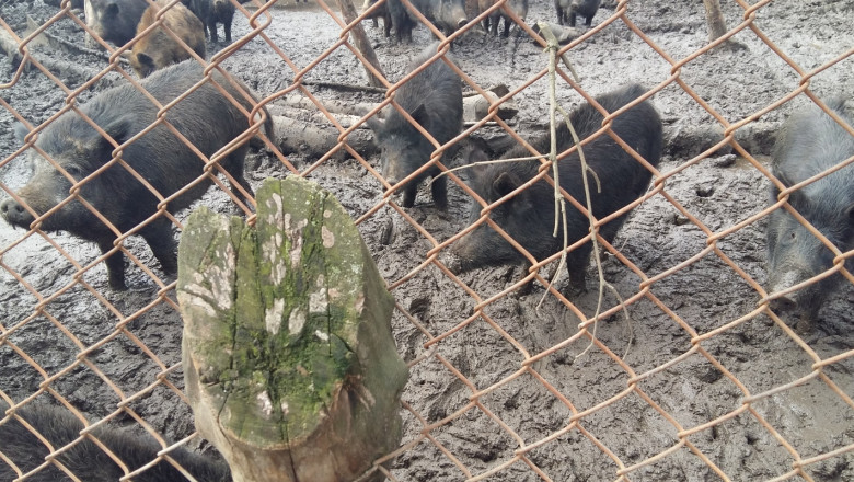 Източнобалканската свиня – ще я опазим ли от чумата?
