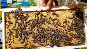 Пчелари: Медът трябва да се изкупува поне на 5,50 лв./кг - Снимка 1