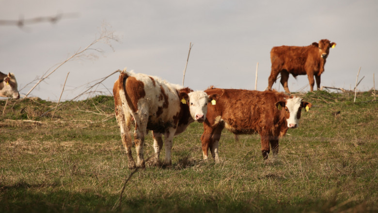 Тенденция: Месодайното говедовъдство у нас набира сили