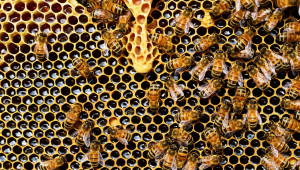 Министерството: Денонощни дежурства срещу отравянията на пчели - Снимка 1