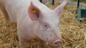 Полезно: Ръжта вече е подходяща за хранене на свинете